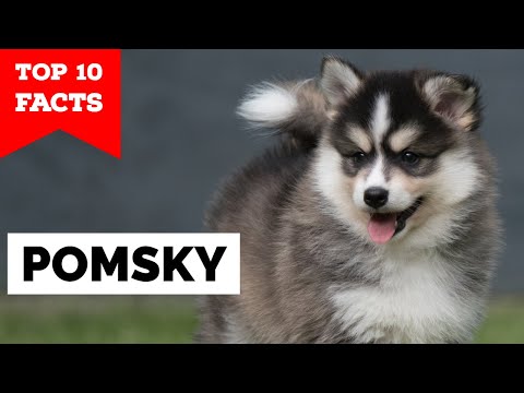 Pomsky - Top 10 Facts