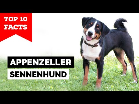 Appenzeller Sennenhund - Top 10 Facts