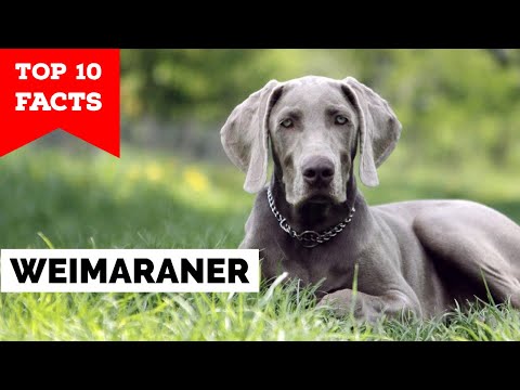 Weimaraner - Top 10 Facts
