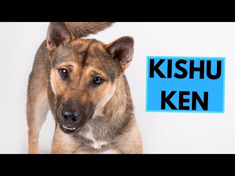 Kishu Ken Dog Breed - Facts and Information
