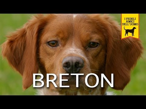 EPAGNEUL BRETON (cane da ferma)