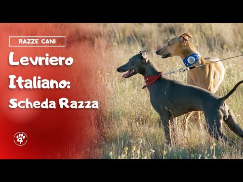 Levriero italiano - Scheda Razza | Amoreaquattrozampe.it