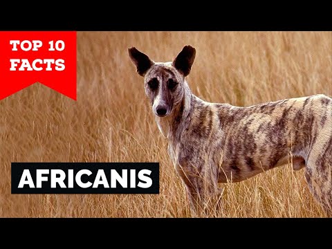 Africanis - Top 10 Facts
