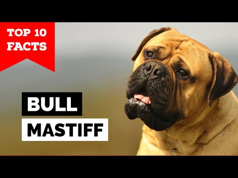 Bullmastiff - Top 10 Facts