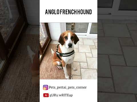 ANGLO FRENCH HOUND DOG BREED