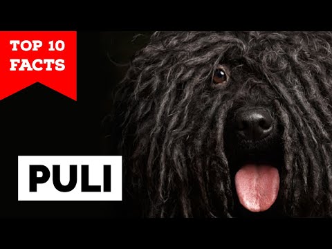 Puli - Top 10 Facts