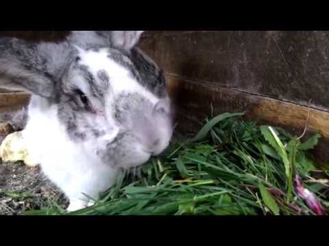 Кормление кроликов. Кролик ест траву