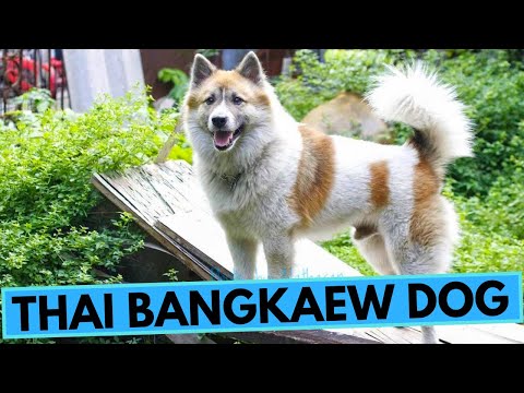 Thai Bangkaew Dog - TOP 10 Interesting Facts