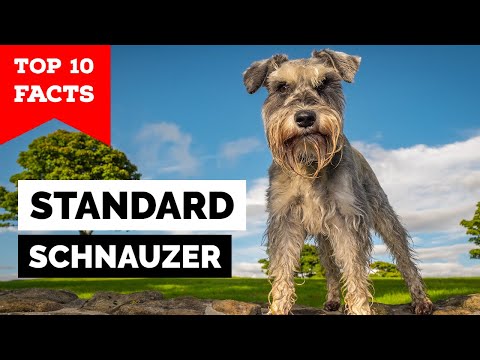 Standard Schnauzer - Top 10 Facts