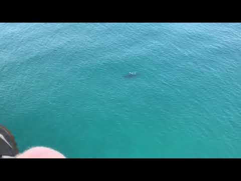 Baby White Whale Lennox Head | Out Of The Blue Adventures First to Report
