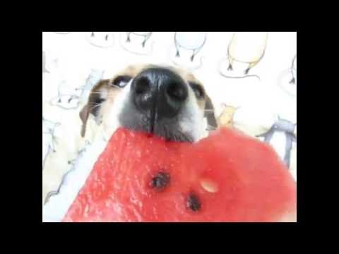 Rats and jack-russell are eating a watermelon
