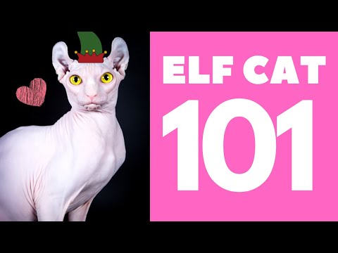 The Elf Cat 101 : Breed &amp; Personality