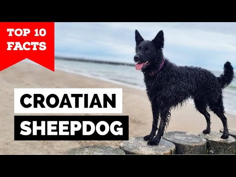 Croatian Sheepdog - Top 10 Facts