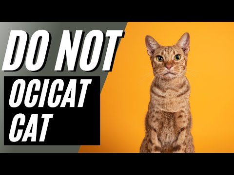 7 Reasons You Should NOT Get an Ocicat Cat