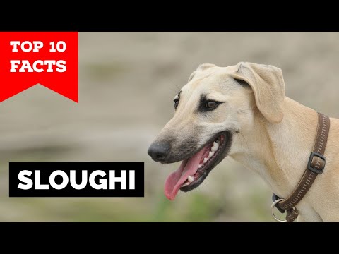 Sloughi - Top 10 Facts (Arabian Greyhound)