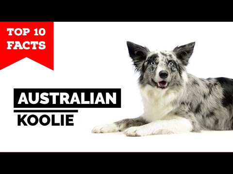 Australian Koolie - Top 10 Facts