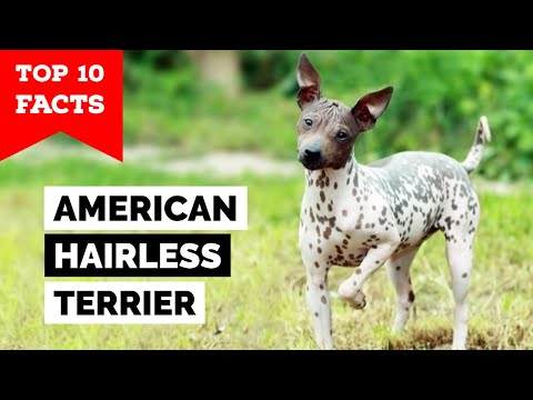 American Hairless Terrier - Top 10 Facts