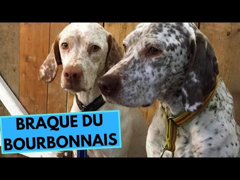 Braque du Bourbonnais - TOP 10 Interesting Facts