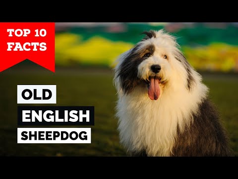 Old English Sheepdog - Top 10 Facts