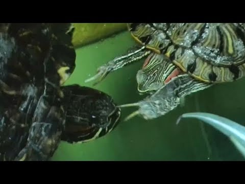 Заигрывание самца красноухой черепахи / Flirting Red-eared slider turtles