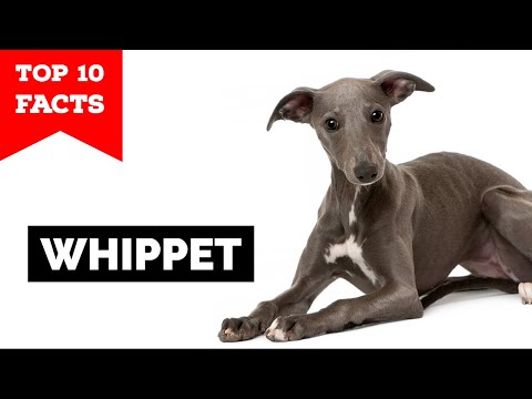 Whippet - Top 10 Facts