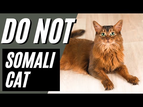 7 Reasons You SHOULD NOT Get A Somali Cat