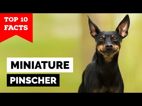 Miniature Pinscher - Top 10 Facts