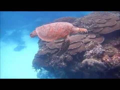 Морские черепахи / Sea turtles