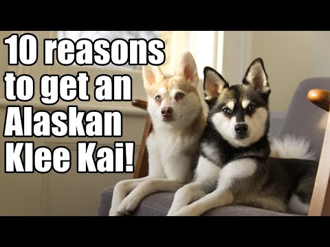 Alaskan Klee Kai: 10 reasons why you need a Mini Husky!