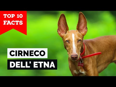 Cirneco dell&#039;Etna - Top 10 Facts