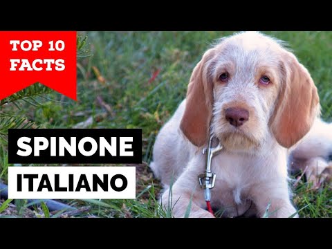 Spinone Italiano - Top 10 Facts