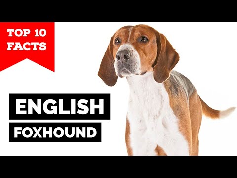 English Foxhound - Top 10 Facts