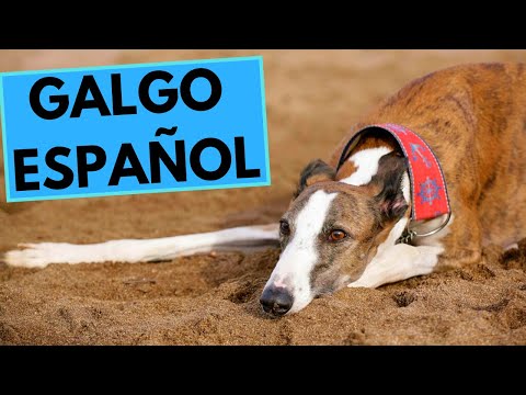 Galgo Español - Spanish Greyhound - TOP 10 Interesting Facts