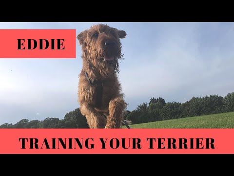 Training Your Irish Terrier in 2 Weeks