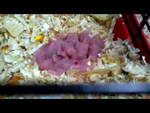 Новорожденные сирийские хомяки. Дети Няшки.
