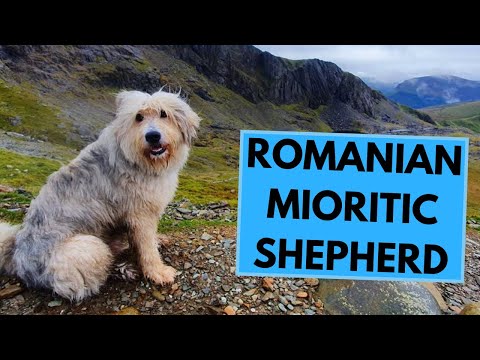 Romanian Mioritic Shepherd - Facts and Information