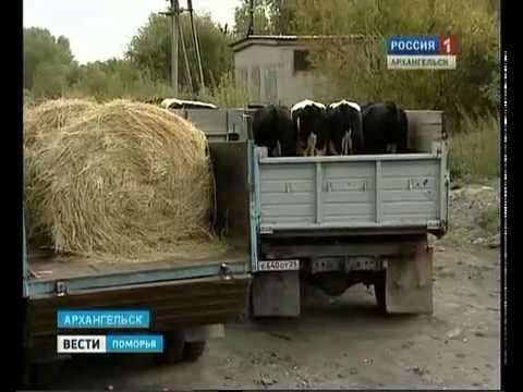 Холмогорские коровы отправились в хозяйства Ямало-Ненецкого округа