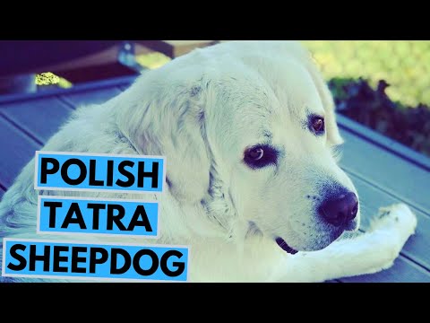 Polish Tatra Sheepdog - TOP 10 Interesting Facts