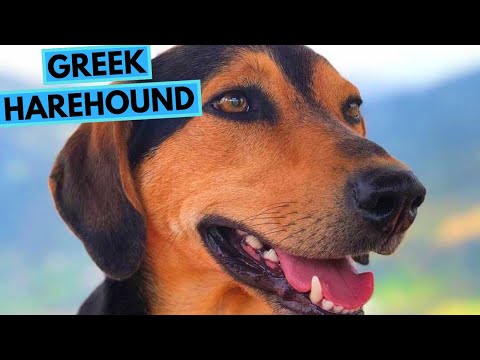 Greek Harehound - Facts and Information