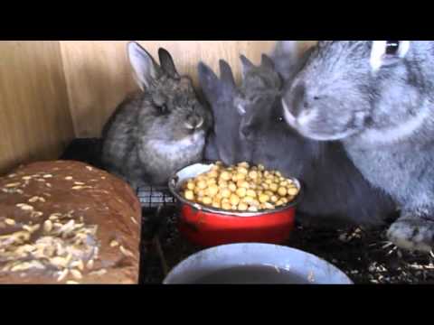 Чем можно и нужно кормить кроликов в зимнее время!!! Питание кормящих крольчих горохом!!!
