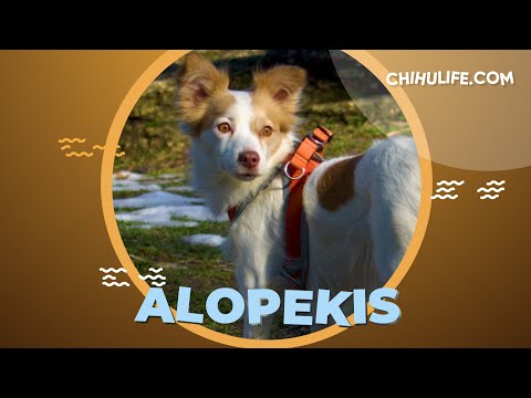 Alopekis Greek Dog Breed Information and Facts