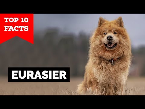 Eurasier - Top 10 Facts