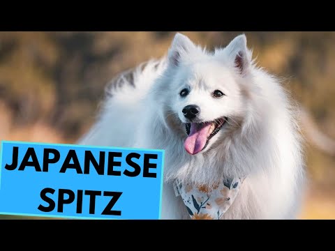 Japanese Spitz - TOP 10 Interesting Facts