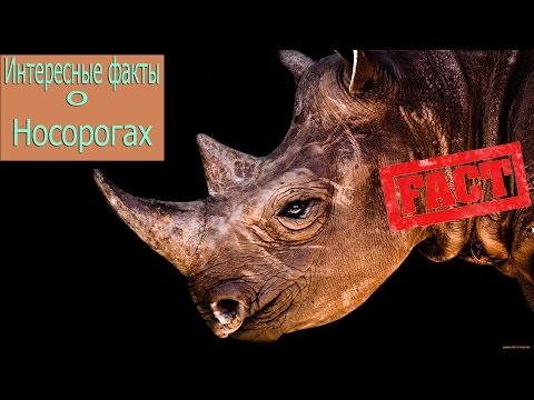 Интересные факты 10 Фактов о Носорогах