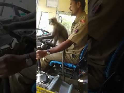 WATCH | Monkey drives KSRTC bus with the driver in Bengaluru