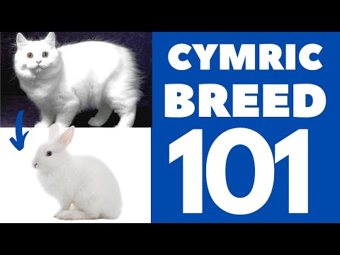 Cymric Cat 101 : Breed &amp; Personality