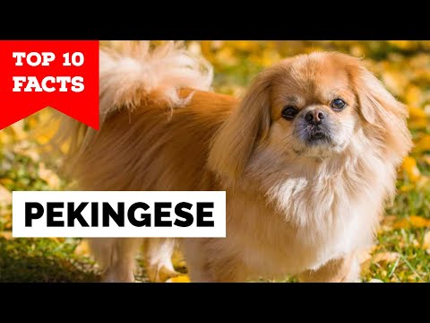 Pekingese - Top 10 Facts