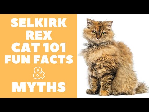 Selkirk Rex Cats 101 : Fun Facts &amp; Myths