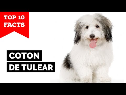 Coton de Tulear - Top 10 Facts