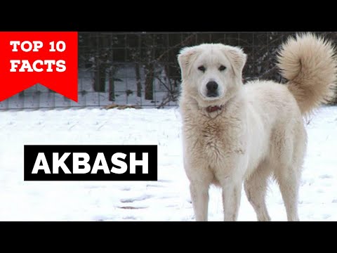Akbash - Top 10 Facts